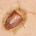 Banasa rolstoni