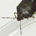 Banasa sordida