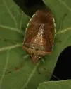 Banasa subcarnea - photo 2