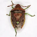 Banasa tumidifrons