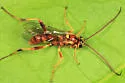 Banchus inermis
