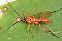 Banchus pallescens