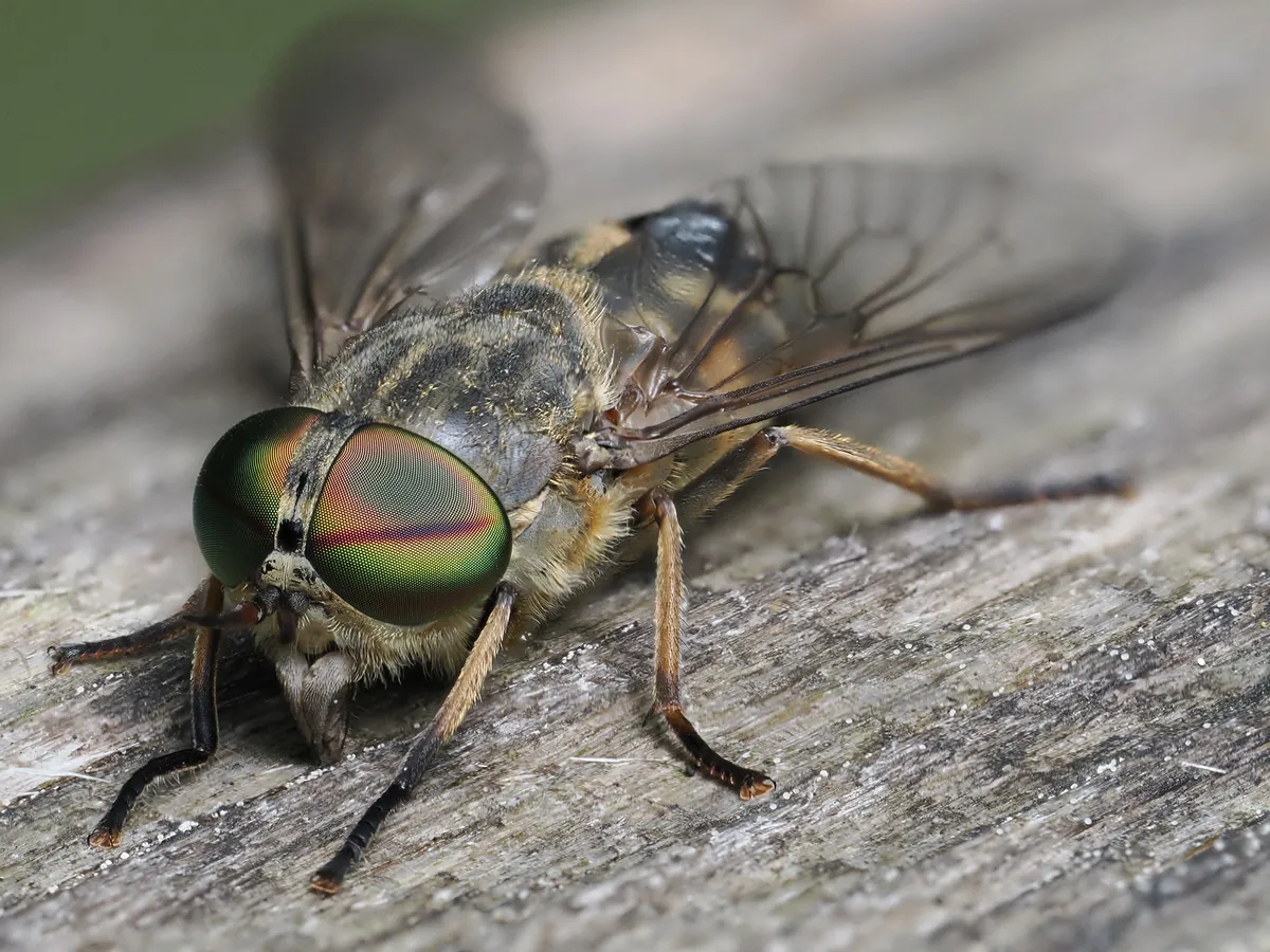 Band-Eyed Brown Horsefly - photo 3