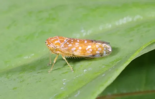Bandara curvata