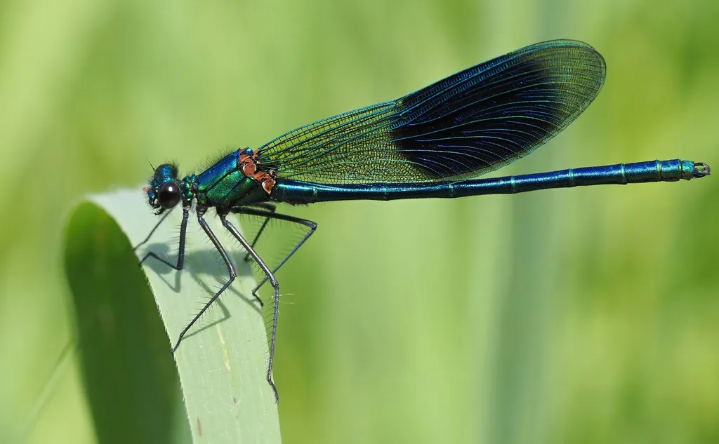 Banded Demoiselle - photo 2