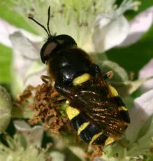 Banded General
