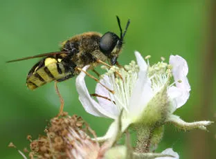 Banded General - photo 2