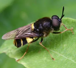 Banded General - photo 3
