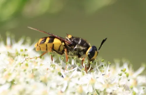 Banded General - photo 5