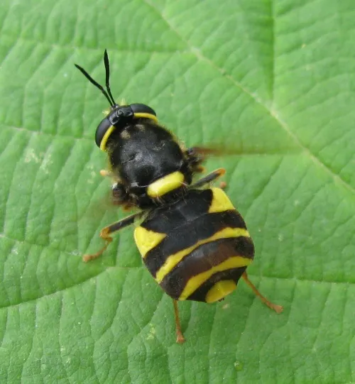 Banded General - photo 6
