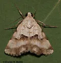 Bandelia angulata - Hodges#8566 - photo 2