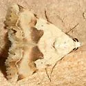 Bandelia angulata - Hodges#8566 - photo 3