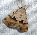 Bandelia angulata - Hodges#8566 - photo 4