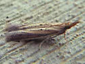 Bandera binotella - Hodges#6024