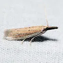 Bandera binotella - Hodges#6024 - photo 2