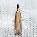 Bandera binotella - Hodges#6024 - photo 3
