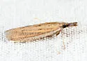 Bandera binotella - Hodges#6024 - photo 5