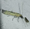 Bandera cupidinella - Hodges#6025