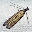 Bandera cupidinella - Hodges#6025 - photo 2