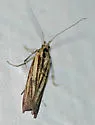 Bandera cupidinella - Hodges#6025 - photo 4