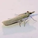 Bandera virginella - Hodges#6026