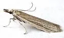 Bandera virginella - Hodges#6026 - photo 3