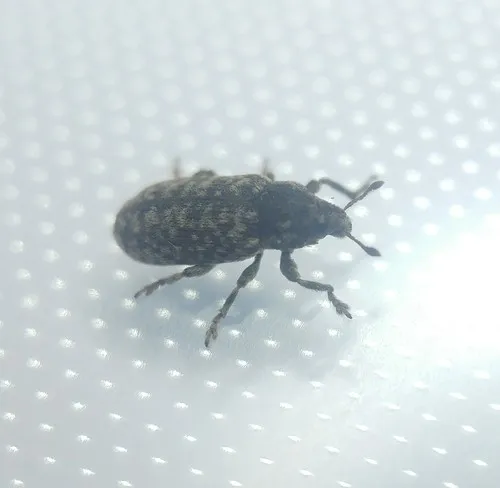 Yellow Starthistle Bud Weevil
