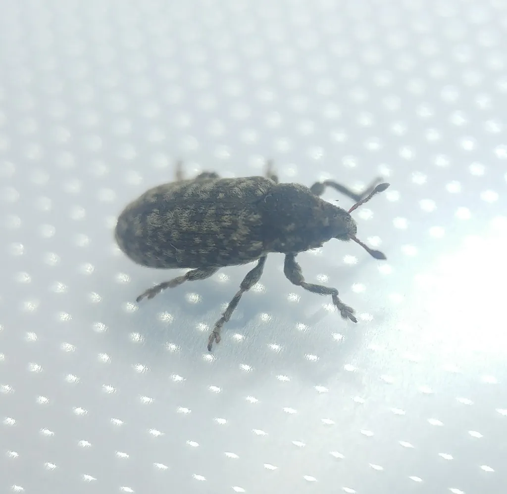 Yellow Starthistle Bud Weevil - photo 2