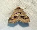 Baniana minor - Hodges#8590.1 - photo 2