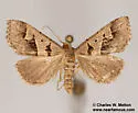 Baniana minor - Hodges#8590.1 - photo 3