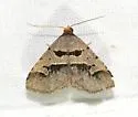Baniana minor - Hodges#8590.1 - photo 4