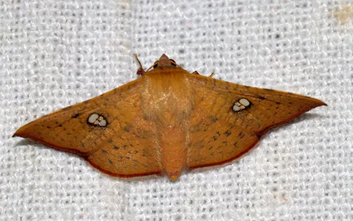 Banisia fenestrifera