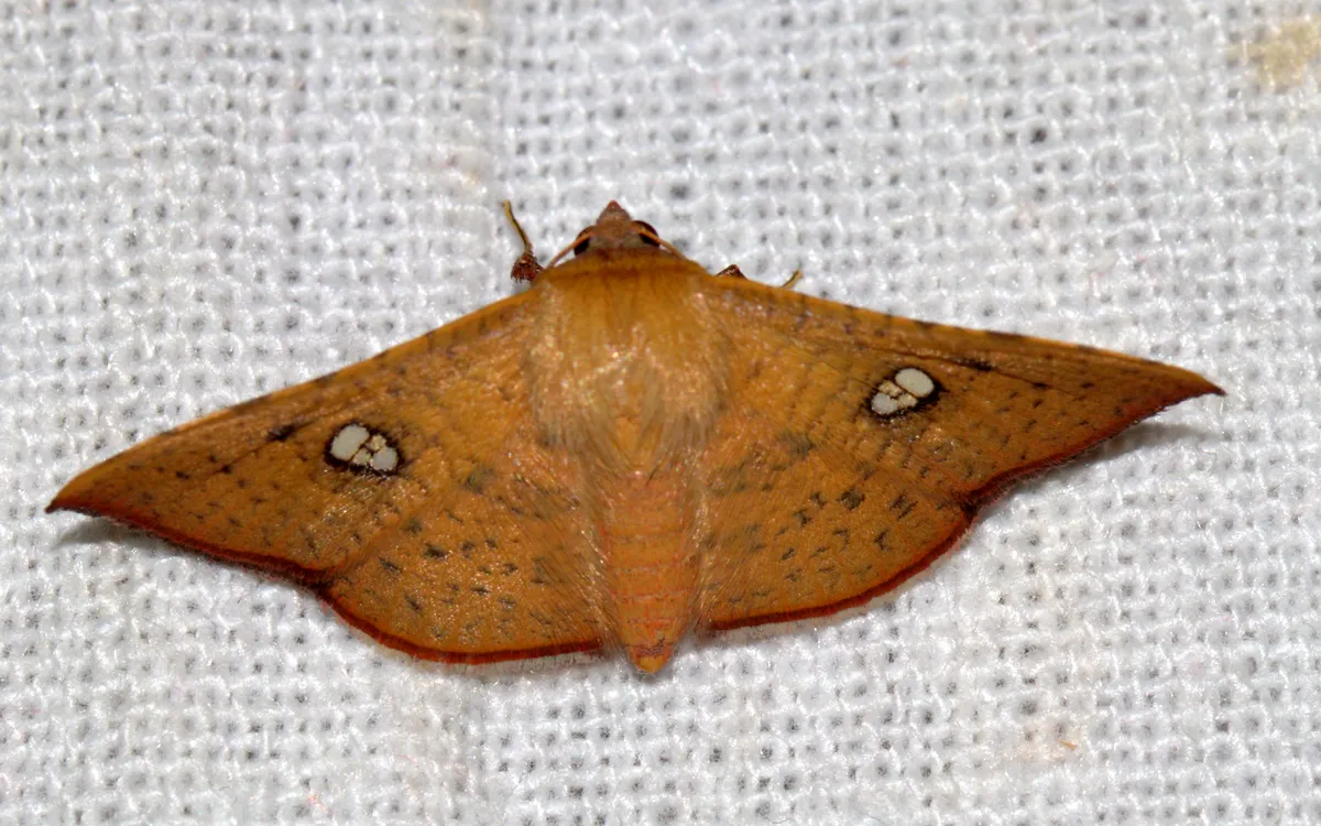 Banisia fenestrifera - photo 3