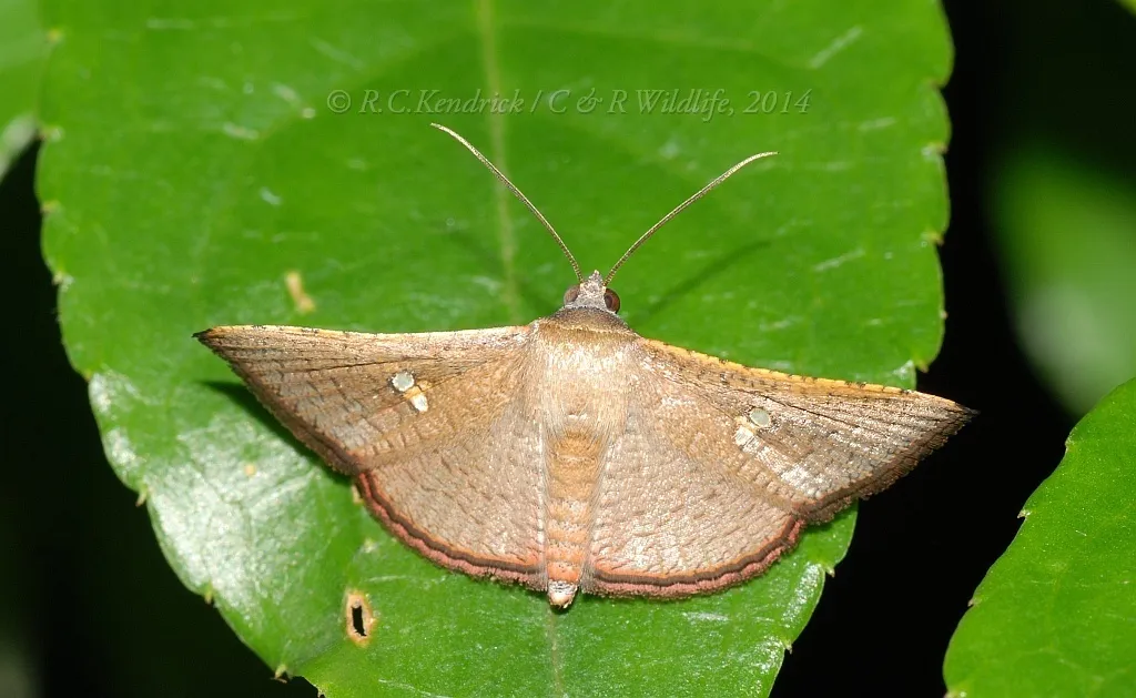 Sapodilla Borer Moth - photo 2