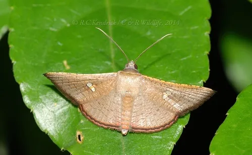 Sapodilla Borer Moth - photo 4