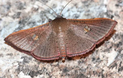 Sapodilla Borer Moth - photo 5