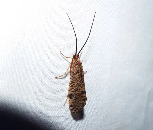 Banksiola concatenata