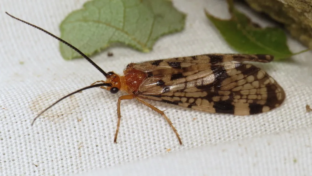 Banksiola dossuaria