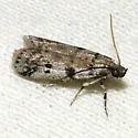 Baphala pallida - Hodges#5965 - Baphala pallida
