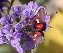 Baptarma felicita - Hodges#11061