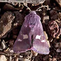 Baptarma felicita - Hodges#11061 - photo 4