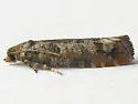 Douglas-Fir Cone Moth - Hodges#2903
