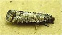 Douglas-Fir Cone Moth - Hodges#2903 - photo 3