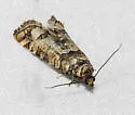 Douglas-Fir Cone Moth - Hodges#2903 - photo 4