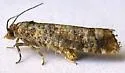 Douglas-Fir Cone Moth - Hodges#2903 - photo 5