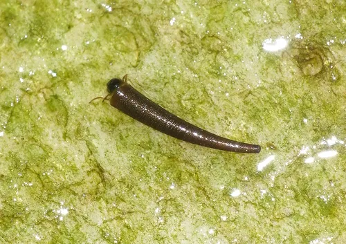Barbarian Tusk Caddisflies - Barbarochthonidae