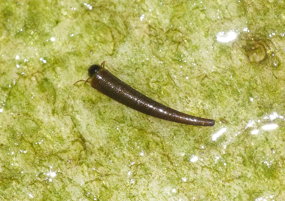 Barbarian Tusk Caddisflies - photo 2