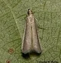 Barberia affinitella - Hodges#6036 - Barberia affinitella