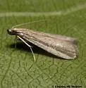 Barberia affinitella - Hodges#6036 - photo 2