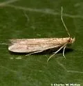 Barberia affinitella - Hodges#6036 - photo 3